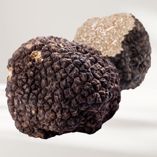 Sommertrüffel (Tuber aestivum)