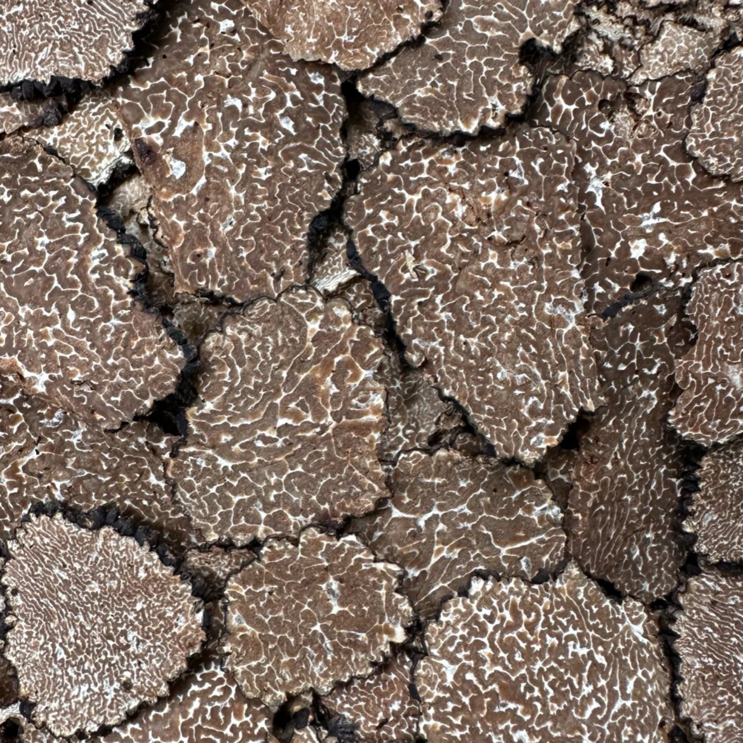 Sommertrüffel gefriergetrocknet