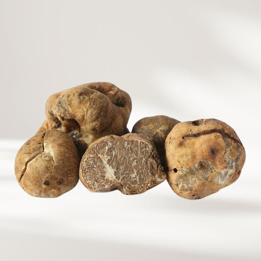 Frühlingstrüffel (Tuber borchii)
