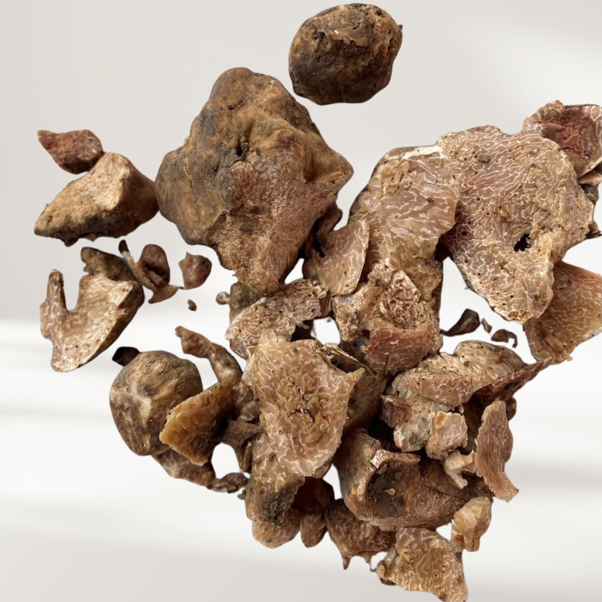 Übungstrüffel (weisse Trüffel, Tuber Magnatum)
